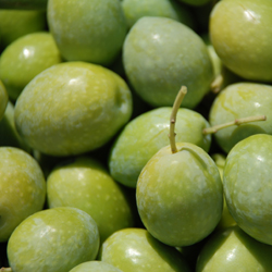 olive sarde in salamoia